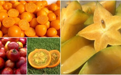 Colombian exotic fruit