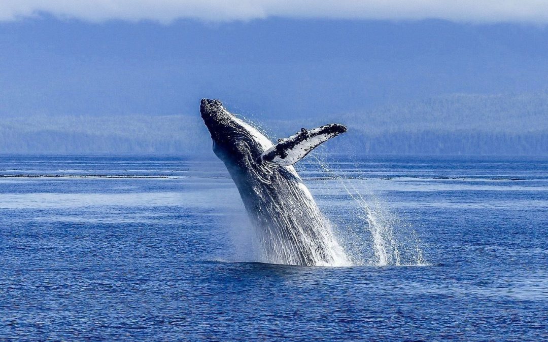 Where can you go whale watching in Colombia?