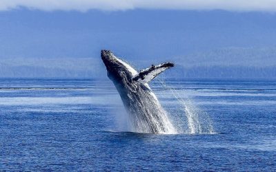 Where can you go whale watching in Colombia?