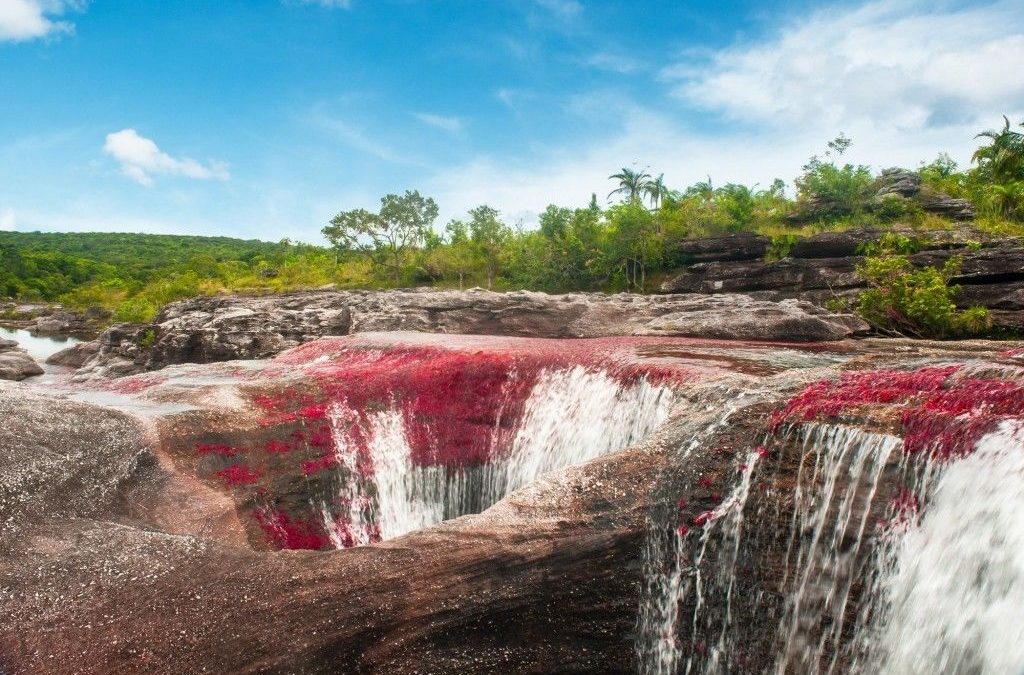 Caño Cristales, the river of five colors