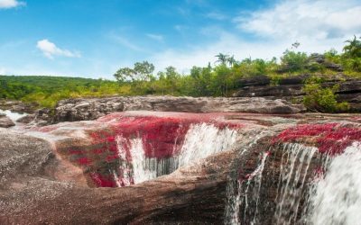 Caño Cristales, the river of five colors