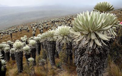 Landscapes of Colombia: The Andean region