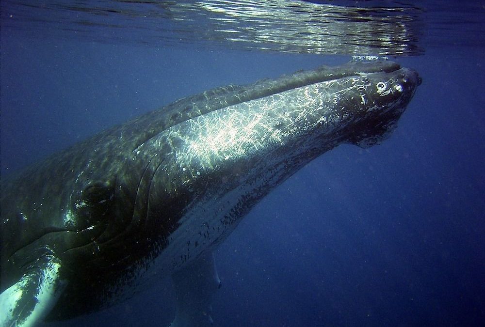 Humpback whales and the Ensenada de Utria
