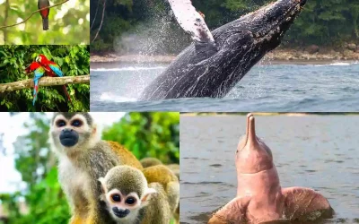 Exotic Animals