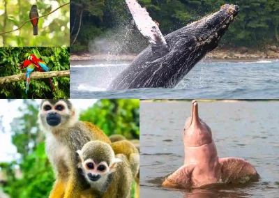 Exotic Animals