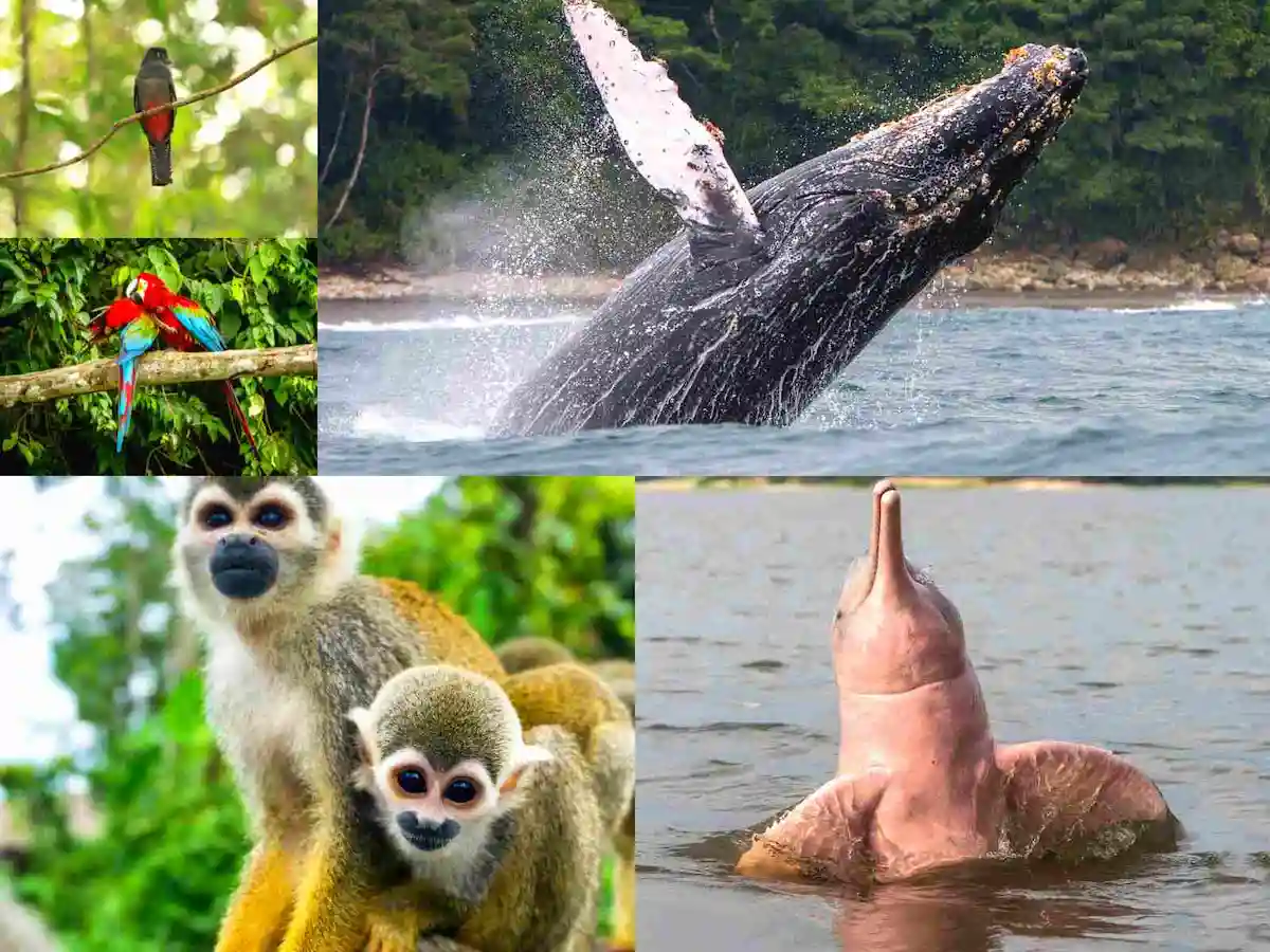 Circuit animaux exotiques Colombie