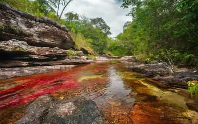 Caño Cristales: everything you need to know before visiting the five-coloured river